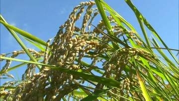 美咲町の棚田で稲刈りが最盛期　一方 価格下落で生産者は先行き見通せず困惑【岡山】