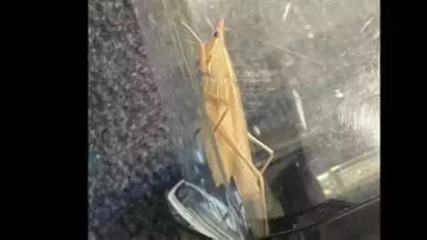 【珍虫】白いバッタのような姿　その名は「首切螽斯」 なんと読む？物騒な名前の由来は？【前編】