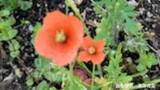 「いつのまにか全国に拡大「オレンジ色の花」　実は「アルカロイド系の毒素」を含む"地中海沿岸"うまれ」の画像1