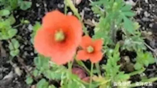 いつのまにか全国に拡大「オレンジ色の花」　実は「アルカロイド系の毒素」を含む"地中海沿岸"うまれ