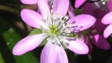 新見市の“満奇洞”入り口で雪割草が観光客をお出迎え　かれんな花がいっせいに今年も【岡山】