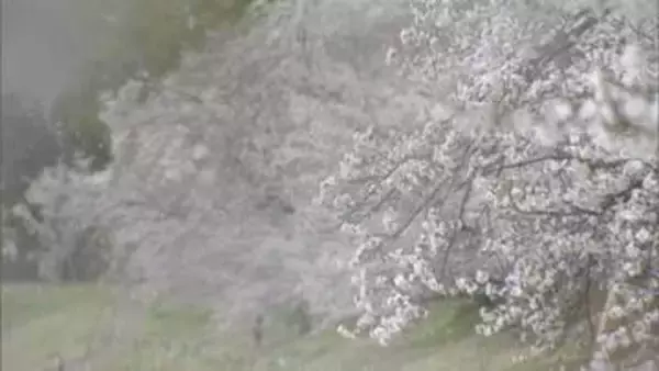 花散らしの風の中花見の準備　一方強風によりJR四国では運休も【岡山】