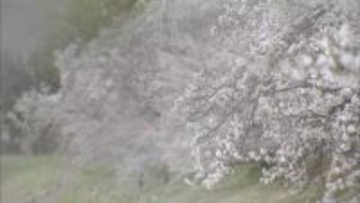 花散らしの風の中花見の準備　一方強風によりJR四国では運休も【岡山】