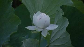 夜明けとともに開花するハスを楽しんで　岡山後楽園で年に一度の「観蓮節」