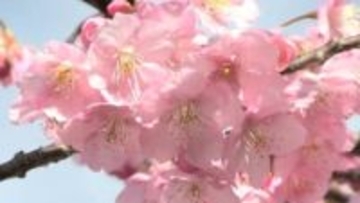 約1000本の河津桜が倉敷川沿いで見ごろ　春の風景を楽しむ姿【岡山】