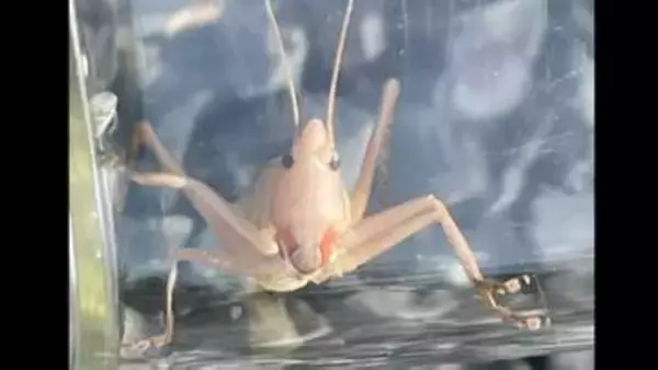 【珍虫】「首切螽斯（クビキリギス）」 物騒な名前の由来は？　白い個体を発見！なぜ白い？【後編】