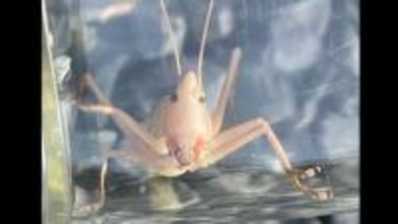 【珍虫】「首切螽斯（クビキリギス）」 物騒な名前の由来は？　白い個体を発見！なぜ白い？【後編】