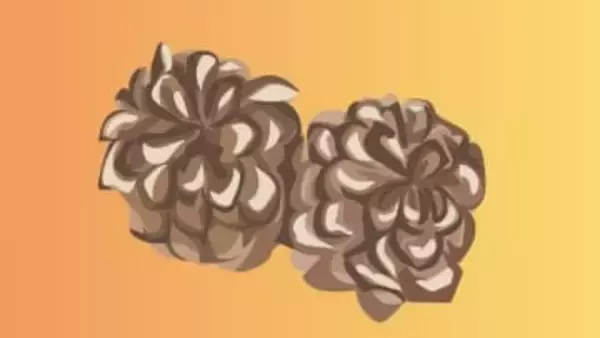 まつぼっくりは「松の実や種ではない」では、何？ 独特な構造は湿度応答型建材やバイオミメティクス研究にも応用