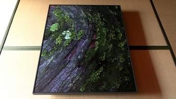 人の営みと自然をテーマにした倉谷拓朴さんの写真展　御神木を独特の構図で切り取った作品など44点【岡山・津山市】