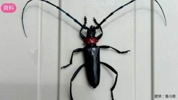 【速報】岡山後楽園でクビアカツヤカミキリ（特定外来生物）による被害を確認　県内で初【岡山】
