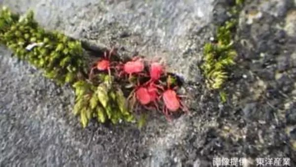 【コンクリートにわらわら】目を凝らすとあちこちにいる「すごく小さな赤い生き物」【2026年も始動】【前編】