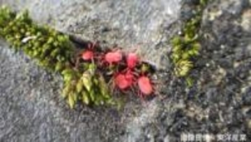 【コンクリートにわらわら】目を凝らすとあちこちにいる「すごく小さな赤い生き物」【2026年も始動】【前編】