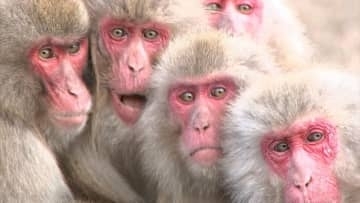 小豆島の「お猿の国」　人手不足で大阪市のリゾート会社に事業譲渡　来年3月下旬のリニューアルオープン目指す【香川】