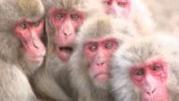 小豆島の「お猿の国」　人手不足で大阪市のリゾート会社に事業譲渡　来年3月下旬のリニューアルオープン目指す【香川】