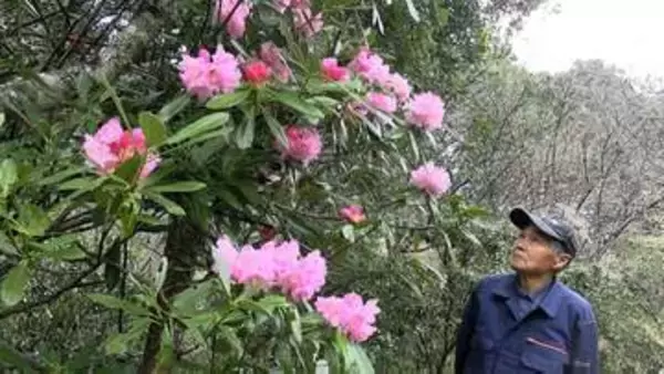 新見市の私設植物園 “シャクナゲの里まんさく園” で春の花々が幻想的に　山野草を中心に20種類ほど【岡山】