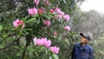 新見市の私設植物園 “シャクナゲの里まんさく園” で春の花々が幻想的に　山野草を中心に20種類ほど【岡山】