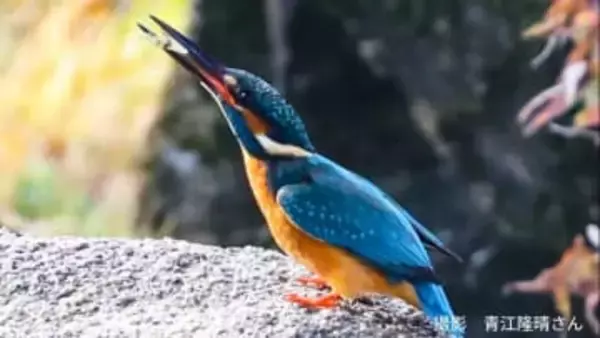 「青い宝石」と呼ばれる美しい鳥・カワセミ　冬の観測に最適な時間帯と場所は？ 「ヤマセミ」「ウミセミ」はどんな生物？
