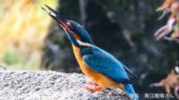 「青い宝石」と呼ばれる美しい鳥・カワセミ　冬の観測に最適な時間帯と場所は？ 「ヤマセミ」「ウミセミ」はどんな生物？