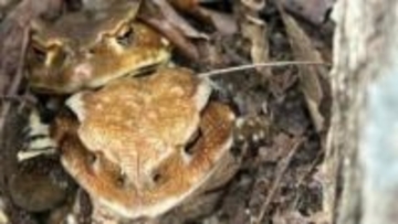 シイタケと思ったらヒキガエル！？収穫に出かけた森の中で遭遇したのは冬眠から目覚めたばかりの2匹だった【啓蟄2026】