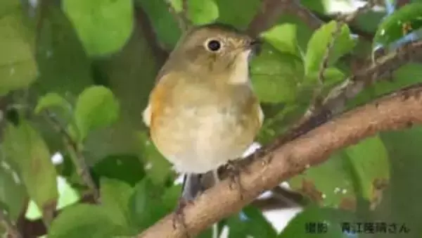 【もふもふ】ルリビタキ　越冬のためふっくら　冬は平地に下りてくる【まるまる】