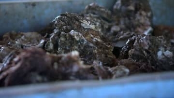 瀬戸内海の養殖カキ大量死　香川県の西の海域にも及んでいることを県が確認　イベント中止などの影響も【香川】