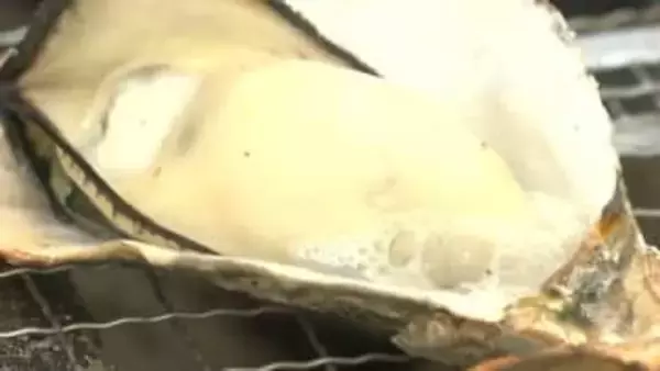 日生のカキが最盛期　初期は大量死も小さかったカキが育ち「去年より小粒だがおいしい」名物かきめしも復活　【岡山】