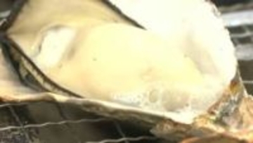 日生のカキが最盛期　初期は大量死も小さかったカキが育ち「去年より小粒だがおいしい」名物かきめしも復活　【岡山】