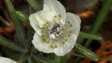 節分の時期に咲く「セツブンソウ」の開花始まる　寒波の影響で例年より2週間ほど遅れ【岡山・美作市】