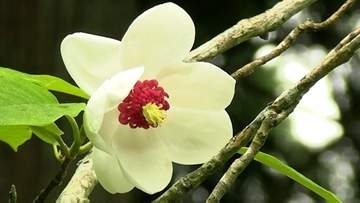 オオヤマレンゲの花が見ごろ　純白で気品ある姿から「天女花」とも　6月下旬まで【岡山・真庭市】