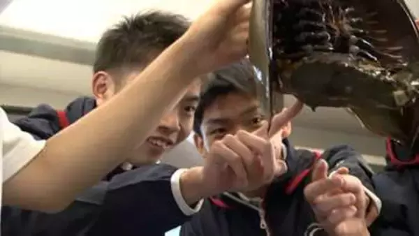 生きた化石「カブトガニ」が香川県で漁師の網に　さっそく高校で教材に特別授業　今後は水族館で飼育展示へ【香川】