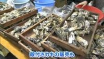 比較的カキ被害が小さい伊里漁協の「真魚市」　新鮮な海産物など市価よりも安く販売【岡山・備前市】