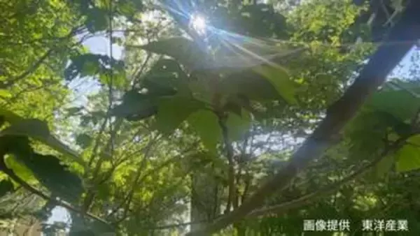 【ブランコ毛虫】「上から降ってくる毛虫」の正体は？ 幼虫は「毒針毛」 成虫の鱗粉は「かぶれ」の原因【前編】