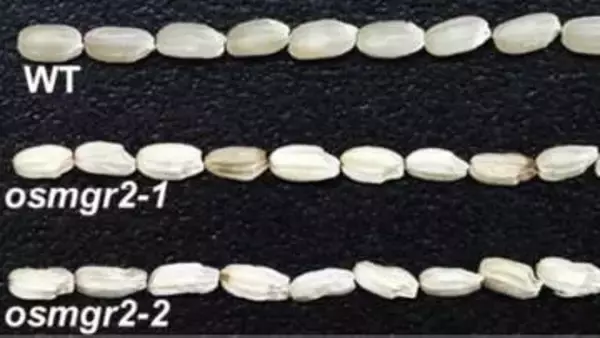 イネの種子の発育と食味に影響するマグネシウム輸送体を発見【岡山大学】