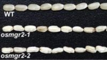 イネの種子の発育と食味に影響するマグネシウム輸送体を発見【岡山大学】
