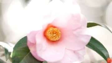 「春の訪れを告げる」和氣神社のツバキが見ごろ　紫を帯びたピンクの花びらが華やかなツバキは「太郎冠者」【岡山】