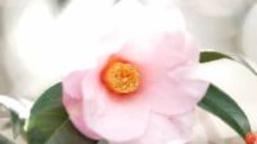 「春の訪れを告げる」和氣神社のツバキが見ごろ　紫を帯びたピンクの花びらが華やかなツバキは「太郎冠者」【岡山】