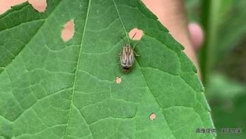 【害虫or益虫？】花粉症の原因「ブタクサ」を食い荒らす北米原産の小さな虫「ブタクサハムシ」1996年に日本で初めて発見され各地に拡大