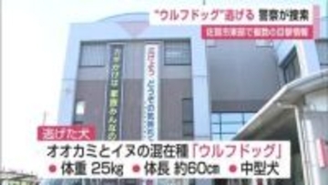 「見つけたら近づかないで」ウルフドッグ逃走 佐賀市東部で複数目撃情報【佐賀県神埼市】