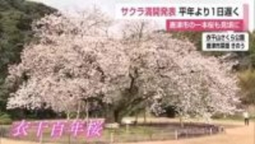 樹齢100年超 唐津の「衣干百年桜」も満開 佐賀地方気象台がサクラの満開を発表【佐賀県】