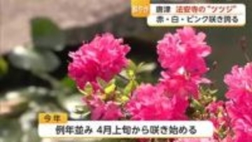 赤・白・ピンク 約3000株のツツジが唐津市 法安寺の3haの敷地彩る【佐賀県】
