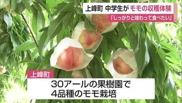 上峰町の新特産「モモ」が旬　中学生が収穫体験　JA直売所や道の駅で約1万2000個を販売【佐賀県】