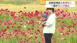 「「花見たら心も幸せに」佐賀空港近くの色鮮やかなポピー見頃　佐賀を訪れる人を出迎え【佐賀県】」の画像1