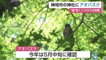 “福を招く鳥”フクロウの仲間「アオバズク」今年も飛来　神埼市・仁比山神社で子育て奮闘【佐賀県】