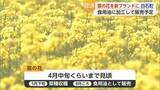 「タマネギ・レンコンに続く白石町の新特産品へ 地元農家が12年かけて育てた菜の花が見ごろ迎える【佐賀】」の画像1
