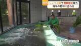 「佐賀市の温泉施設”しょうぶ湯”で無病息災願う 端午の節句に合わせ【佐賀県】」の画像1