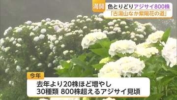30年かけ育てた800株超のアジサイ満開　佐賀の名所が見ごろ【佐賀県】
