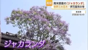 “世界三大花木”ジャカランダが見頃　「寺にふさわしい木」の理由は？【佐賀県】