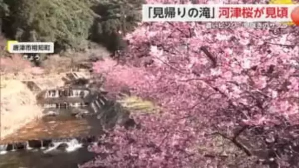 春の訪れ告げる河津桜 唐津市の見帰りの滝で見頃【佐賀県】