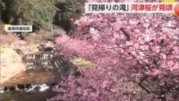春の訪れ告げる河津桜 唐津市の見帰りの滝で見頃【佐賀県】