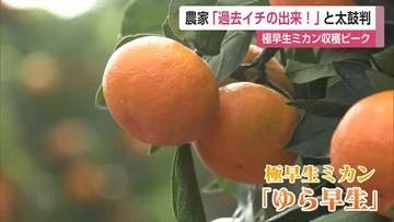 「今までで一番」夏の干ばつで甘さ抜群！　鹿島市で露地ミカンの収穫最盛期【佐賀県】